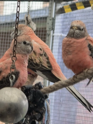 Bourkesittiche zu verkaufen 