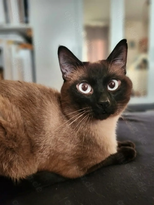 Deckkater Traditionelle Siamkatze Bild 3