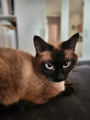 Deckkater Traditionelle Siamkatze Bild 2