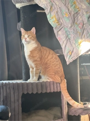 simba sucht ein neues zuhause 