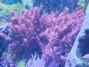 Meerwasser Keniabäumchen Capnella sp.