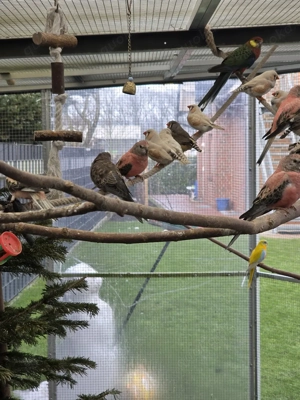 Zebrafinken zu verkaufen 