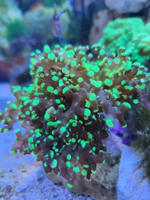 Meerwasser Euphyllia yaeyamaensis ultra grün 