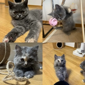 BKH (Britisch Kurzhaar) und Perser Kätzchen (Sofort abholbereit)