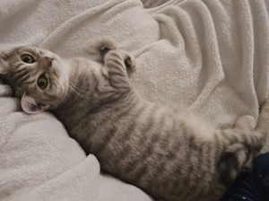 Luna 7 Monate BKH Mischlingskatze