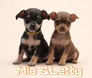 4 süße kleine Chihuahua rehpinscher 