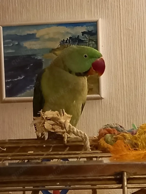 Grosser Alexandersittich 