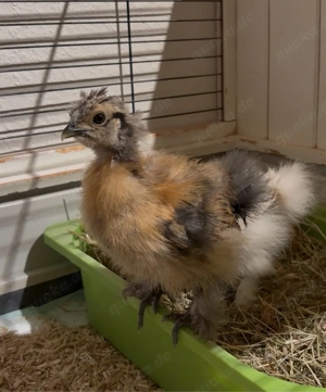 Zwergseidenhahn Zwergseidenhuh n abzugeben 