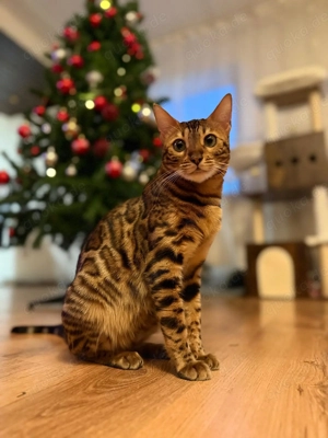Bengal-Kitten zu verkaufen   Abgabe im April Bild 2