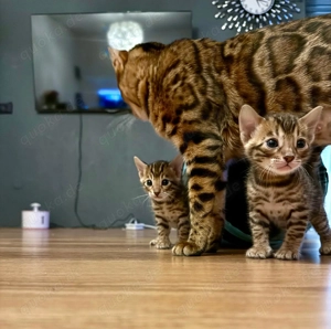 Bengal-Kitten zu verkaufen   Abgabe im April Bild 3