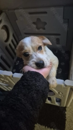 Bilbo sucht seine Familie