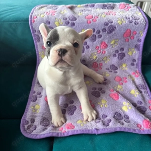 Französische Bulldoggen Welpen