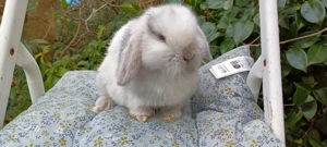 verschmuster Minilop Jungtier Rammler 