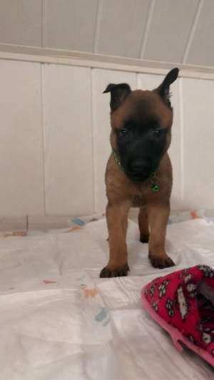 Malinois Welpen Reinrassig