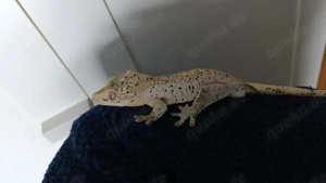 Kronengecko zu verkaufen 