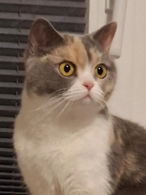 Wunderschöne Britisch-Kurzhaar-Katze sucht liebevolles Zuhause mit Herz und Geduld