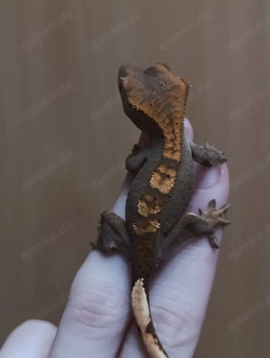 kronengecko zu verkaufen 