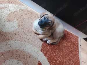 verkaufe Schäferhund welpe 10 Wochen