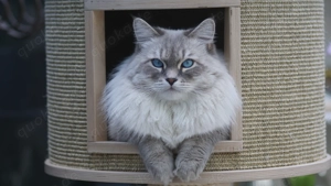 Neva Masquarade, reinrassiger Deckkater mit Stammbaum.