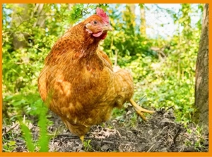 Hühnerverkauf | Legehennen | Huhn | Hahn | Goldsperber | Andalusier | Königsberger | Sussex dunkel Bild 5