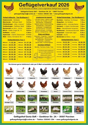 Geflügelverkauf | Hühner | Legehennen | Sussex | Grünleger | Maran | Blausper | Lohmann braun & weiß