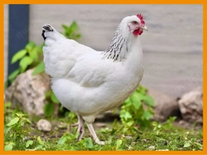 Hühnerverkauf | Legehennen | Huhn | Hahn | Goldsperber | Andalusier | Königsberger | Sussex dunkel Bild 2