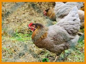 Hühnerverkauf | Legehennen | Huhn | Hahn | Goldsperber | Andalusier | Königsberger | Sussex dunkel Bild 4