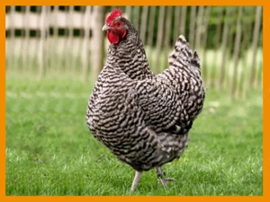 Hühnerverkauf | Legehennen | Huhn | Hahn | Goldsperber | Andalusier | Königsberger | Sussex dunkel Bild 3