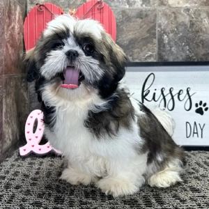 Hallo, ich bin Luther! Ich bin ein 16 Wochen alter Shih Tzu Rüde mit wunderschönem gestromtem und we