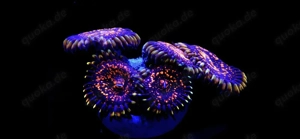 Zoanthus Flaming Brohician Rare