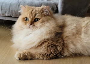 Junger Britisch Langhaar-Kater, BLH, BKH, Kurzhaar 