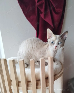 Devon Rex Kitten reinrassig 