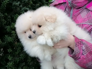 Pomeranian Zwergspitz 