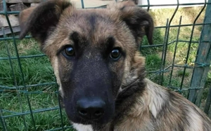 Scheues Hundekind Lucy sucht Heimat Bild 2