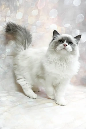 Hallo, mein Name ist Ninja und ich bin ein Ragdoll-Junge, der ein gutes Zuhause sucht, das sich um m