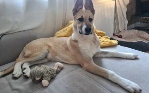 Quax - Bereit für Abenteuer auf vier Pfoten?