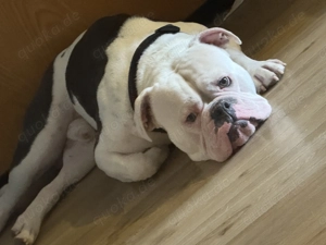 Old Englisch Bulldog