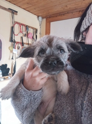 Frenchy Malteser Mix Welpen NUR 2 NOCH DA