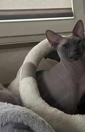 Wunderschönen Sphinx Kater 