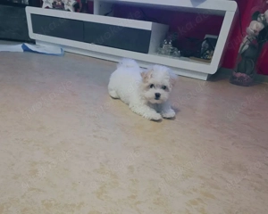 Reinrassige malteser mädchen welpe 