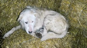 Benjamin - was fehlt bist du