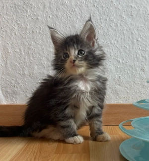 Maine Coon Kitten