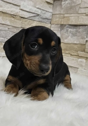Black tan Hündin Zwergdackel Kaninchendackel