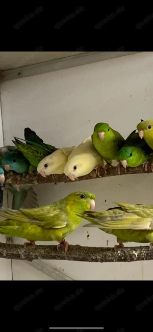 Katharinasittiche, Bourkesittiche, Ziegensittiche und Schildsittiche abzugeben. Bild 5