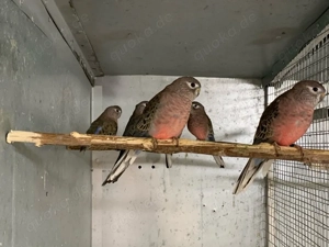 Katharinasittiche, Bourkesittiche, Ziegensittiche und Schildsittiche abzugeben. Bild 3