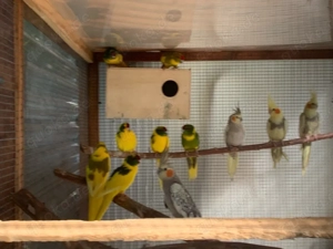 Katharinasittiche, Bourkesittiche, Ziegensittiche und Schildsittiche abzugeben. Bild 4