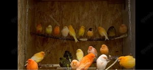 Pfirsichköpfchen, Schwarzköpfchen, Kanarien, Kanarienvögel und Nymphensittiche abzugeben.