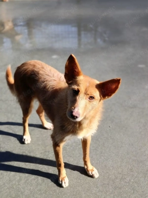 DOLLY,  die Vergessene mit dem großen Herzen Bild 5