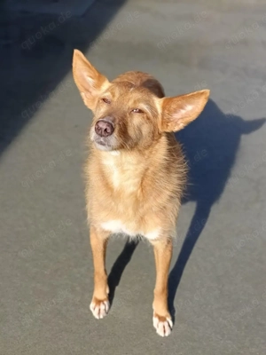 DOLLY,  die Vergessene mit dem großen Herzen Bild 3