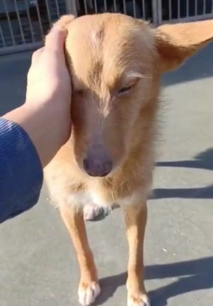 DOLLY,  die Vergessene mit dem großen Herzen Bild 6